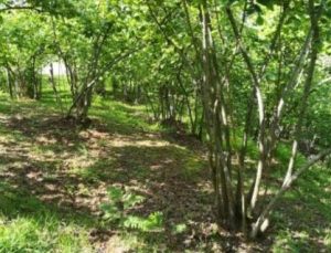 Miras kavgaları arazilerin satışına sebep oluyor.