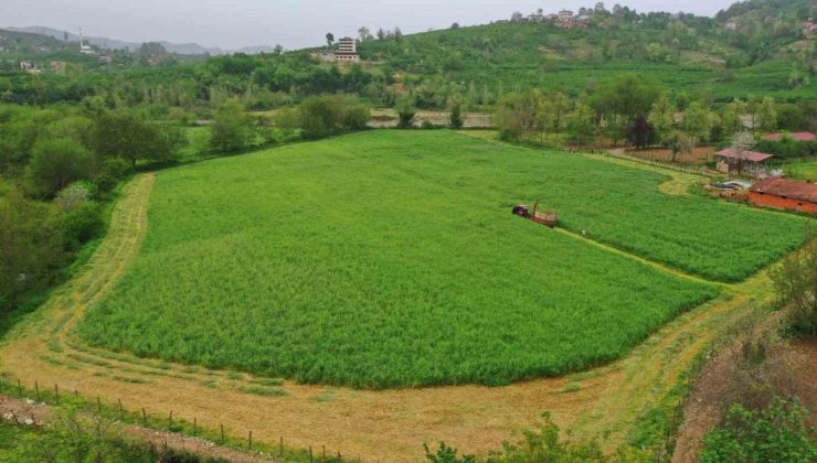 Ordu’da Büyükşehrin Tarım Makineleri Çalışıyor
