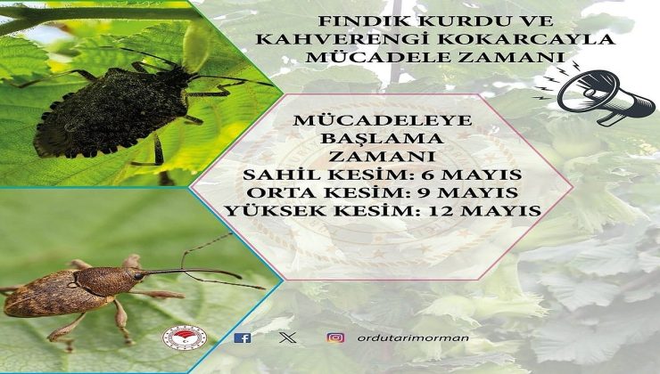 Fındık Kurdu ve Kokarca ile Mücadele Tarihleri Belirlendi