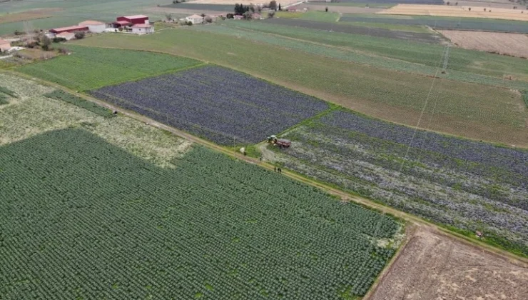 Türkiyenin Gıda Ambarı “Samsun”