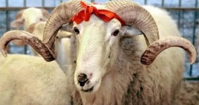 Ordu ve İlçelerinde  Kurban Kesimi ve Satışı İçin 7 Nokta Belirlendi