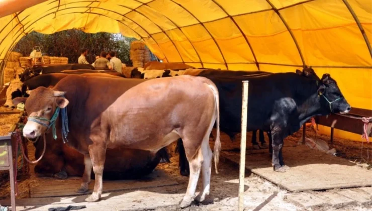 Kurban Pazarlarında Satılamayan Kurbanlıklar Et ve Süt Kurumu Tarafından Satın Alınacak