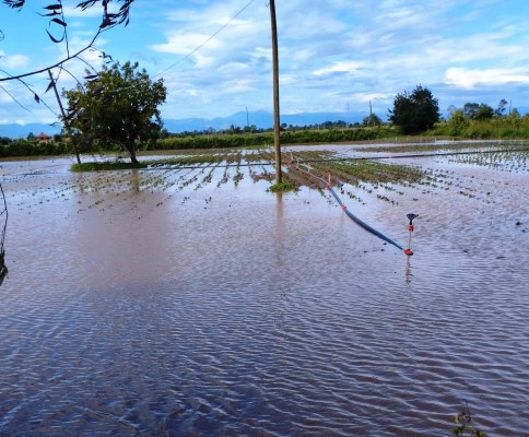 Kuvvetli Yağış  Bafra Ovasını Vurdu