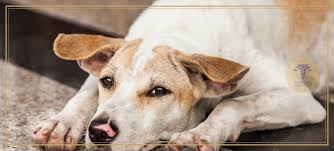 Sokak Hayvanları Yasası Meclisten Geçti