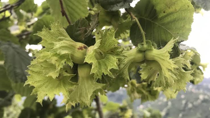 Ulusal Fındık Konseyi Başkanı Hamza Bölük 2024 Yılı Fındık Rekoltesinin 738 bin 931 Tonu Bulacağını Öngörüyor.
