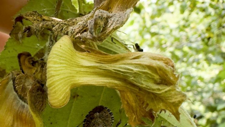 Olayların Arkasından Giden STK’lar.