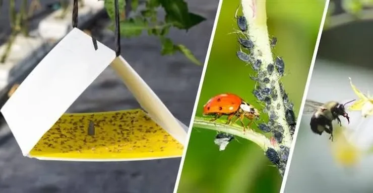 Kokarca İle Kimyasal Yerine Biyolojik Mücadele