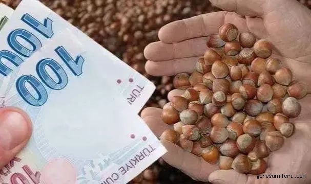 2025 Yılı Fındık Destekleme Başvuruları Başladı.