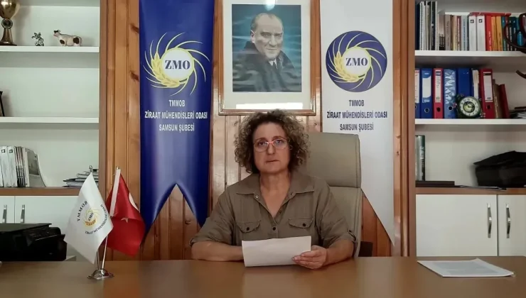 Samsun Ziraat Mühendisleri Odası Şube Başkanı: “Kokarca Tam Bir Facia.”