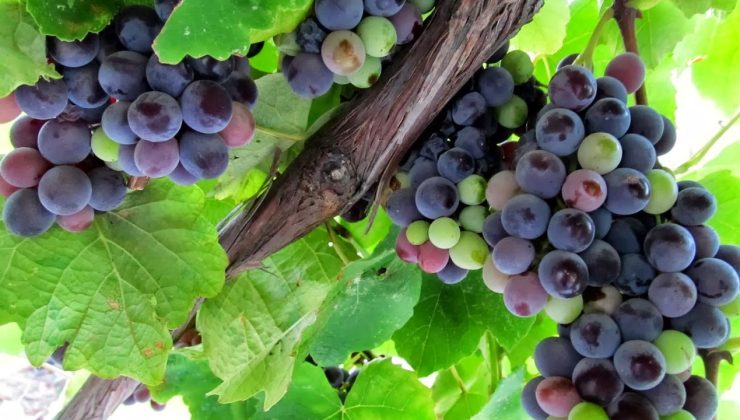 İsabella Üzümünde Hasat Dönemi Başladı