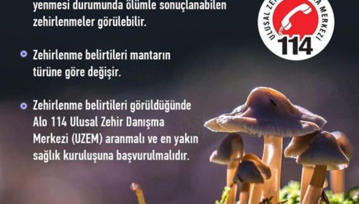 Sonbahar ve Doğal Mantarların Tehlikeleri