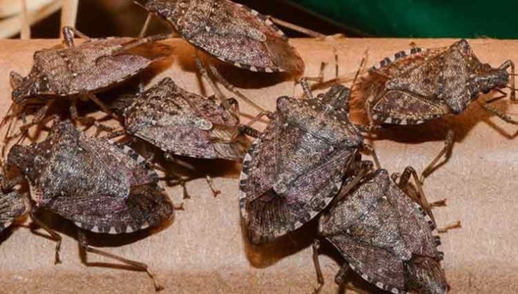 15 Ekim’de Kokarca Böceğine Karşı İlaçlama Başlıyor
