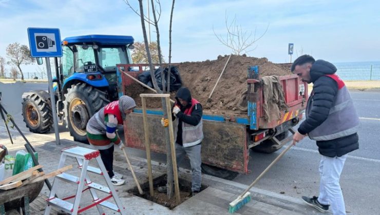 Ünye’de Kaldırımlar Ağaçlandırılıyor.