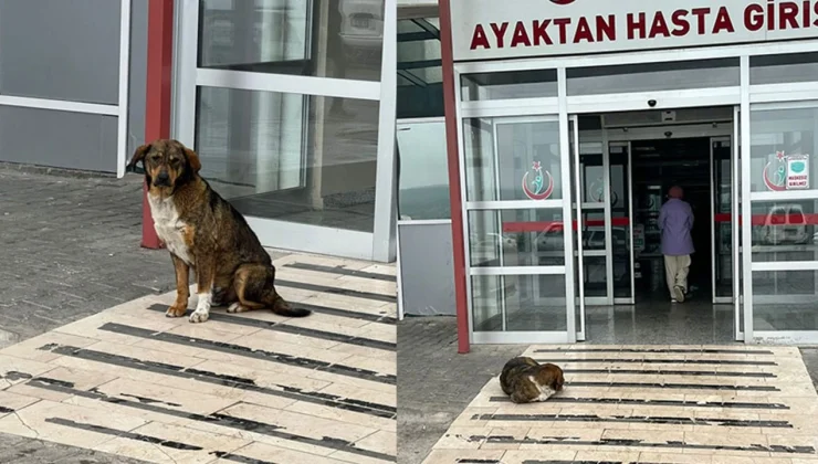 Sağlık Bakanlığı’nın sahipsiz hayvanlar Uyarısı