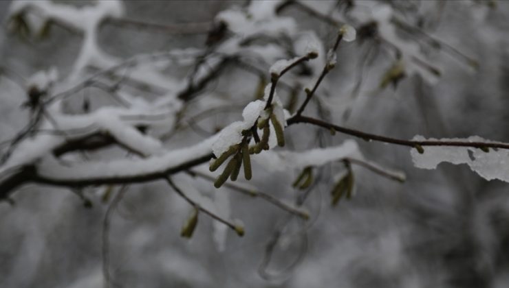 Ziraat Mühendisi Bünyamin SİVRİ’den Fındık Üreticilerine Don Riski Uyarısı.