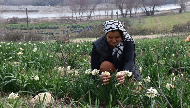 Yeni Bir Hobi Alanı. Nergis Çiçeği Üretimi.
