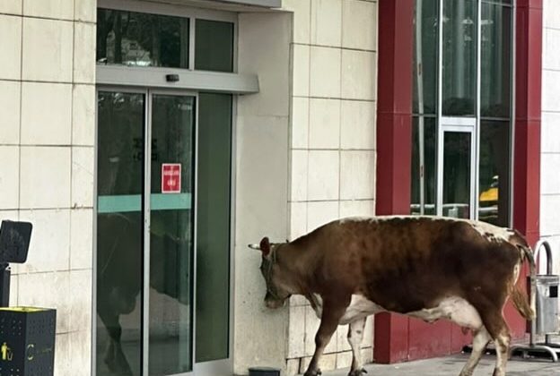 “Muayene Olmaya Gelmiş.”