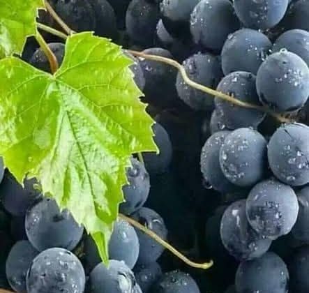 Ünye’nin İzabella Üzümü Yok Artık.!
