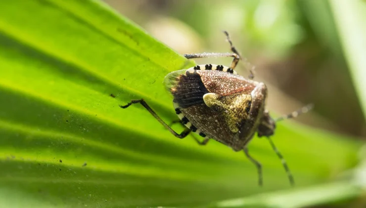 TZOB Genel Başkanından Dikkat Çeken Açıklama.!