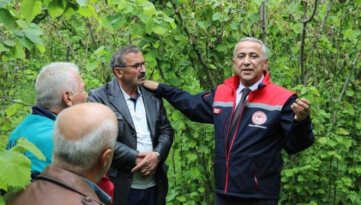 Samsun İl Tarım ve Orman Müdürü İbrahim Sağlam: “Gelecek Yılın Ürünü İçin Bakımları Aksatmamalıyız”