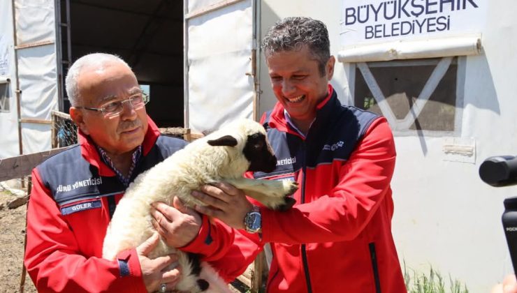 Büyükşehir Küçükbaş Hayvancılığı Yaygınlaştırmayı Hedefliyor!