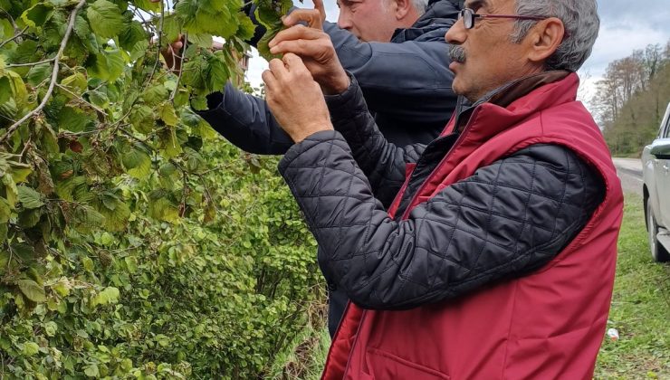 “Fındık Yeni Sezonda 300 TL’den Başlar”