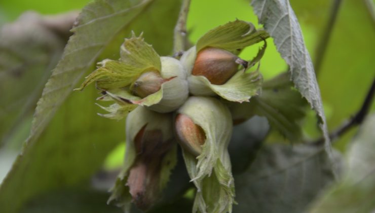 Fındıkta Beklenen Rekolte !