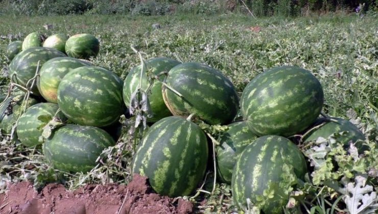 Bafra Ovasının Mahsülleri Pazara İniyor!