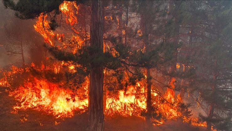 Ünye Orman İşletme Bursa’da
