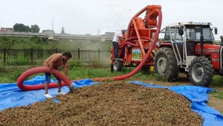 Çevreciler Uyarıyor. “Patozla, Fındık Çekimi Yasaklansın.”