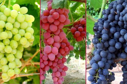 Her Rengi Ayrı Güzel!