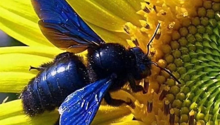 Fatsa da Mor Oduncu Arısı Görüldü.