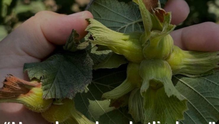 Fındık Hasadı Başladı! 