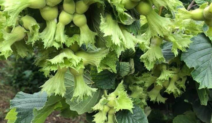 Fındıkta Yüksek Verimlilik İçin Projeler Hazır