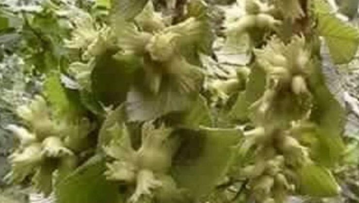 Fındık’ta Rekolte Tutmadı. Manavlar Fındık Bekliyor.!