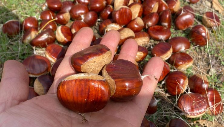 Kestane Zamanı Geldi.