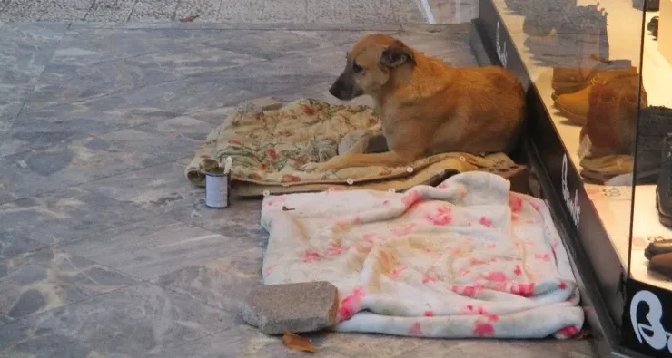 “Soğuk Havalar, Sokak Hayvanları İçin Tehlike Oluşturuyor.”