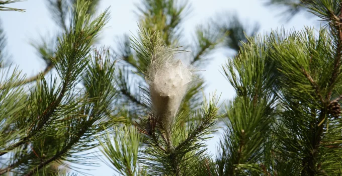 Yeni Bir Zararlı Mı  Yayılıyor?
