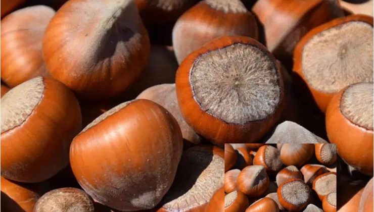 Rekolte Tahminine Tepkiler Büyüyor !
