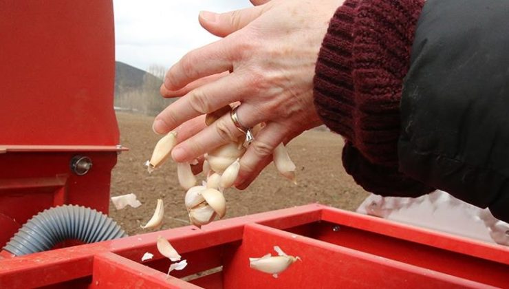 Taşköprü’den Sonra Tokat Sarımsağı !
