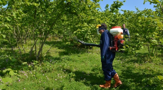 Fındık Üreticisi Yeni Hasat Dönemine Nasıl Hazırlanmalı?