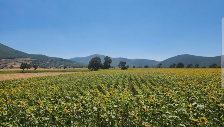 SULUOVA YOLUNDA/ Zeki ORDU