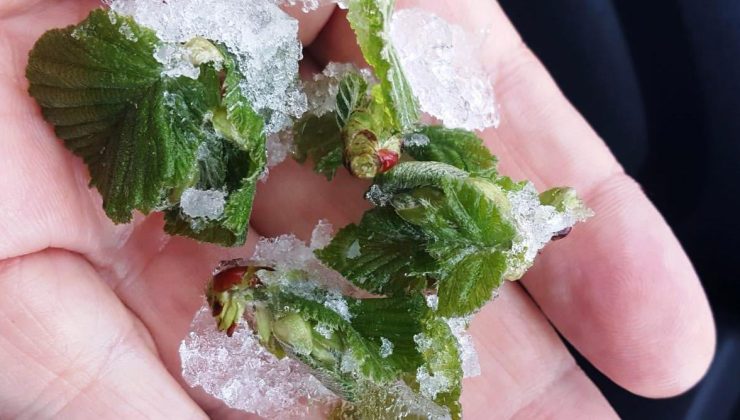 Sıcaklıklar Düşüyor, Zirai Don Nerelerde Etkili Olacak?