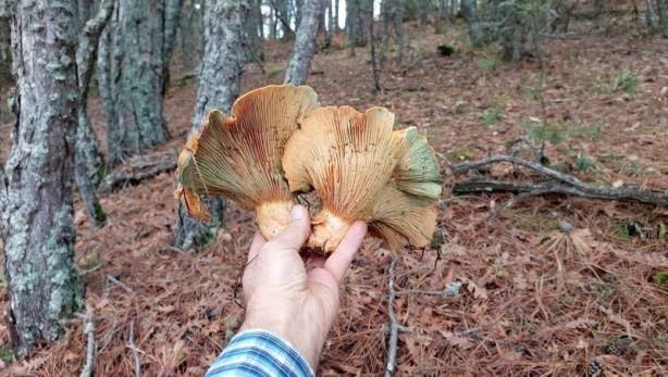 Mantar Zehirlenmelerine Dikkat Edin!