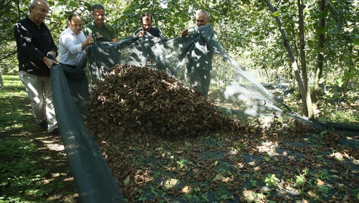 Fındık Üreticisi Hibe Desteklerinden Yararlanarak Maliyetleri Düşürmeli / Zıraat Mühendisi Bünyamin SİVRİ