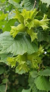 Fındık Üreticilerinin Desteleme Listeleri Askıda! Son İtiraz Günü 21 Ocak 2025