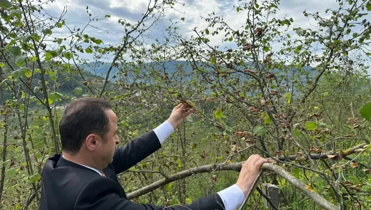 Fındık’ta Rekolte Tartışmaları..