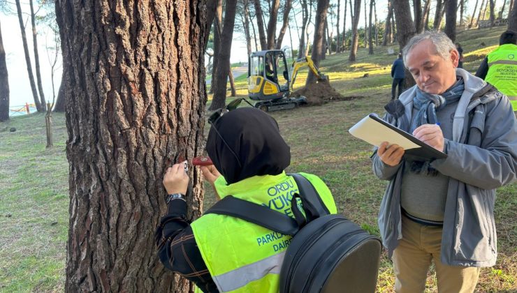 Tehlike Oluşturan Ağaçlar Kesilecek.