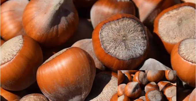 Rekolte Tahminine Tepkiler Büyüyor !