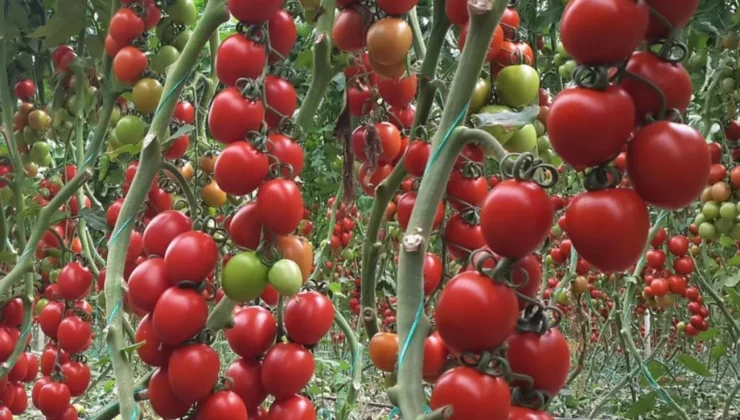 Hibe Domates Fidesi Desteği Verilecek